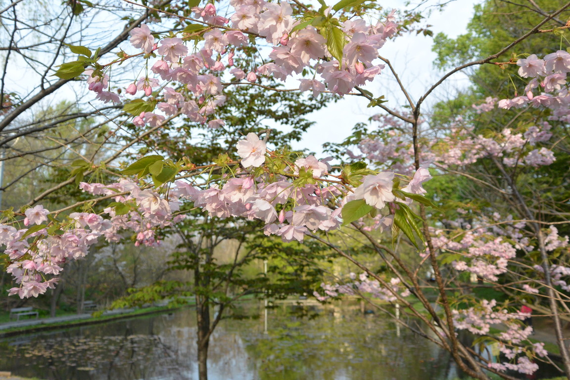 2015年4月 『春、爆発』 April 2015 \"Spring explosion\"_c0219616_16283743.jpg