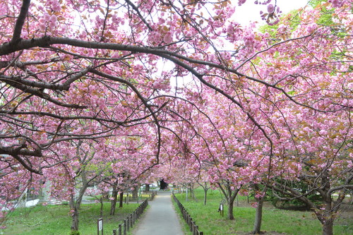 2015年4月 『春、爆発』 April 2015 \"Spring explosion\"_c0219616_16292244.jpg