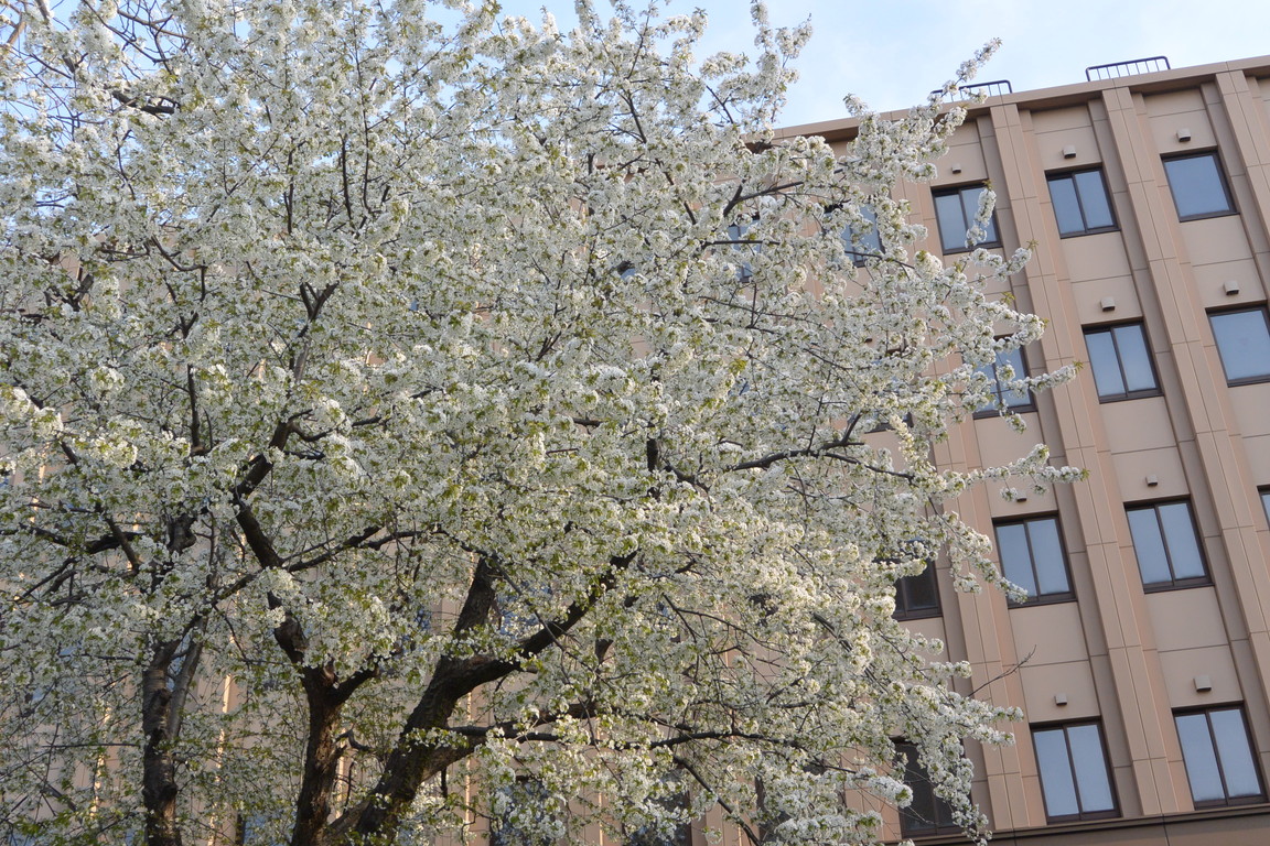 2015年4月 『春、爆発』 April 2015 \"Spring explosion\"_c0219616_16305454.jpg
