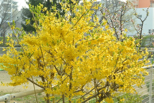 2015年4月 『春、爆発』 April 2015 \"Spring explosion\"_c0219616_16344378.jpg