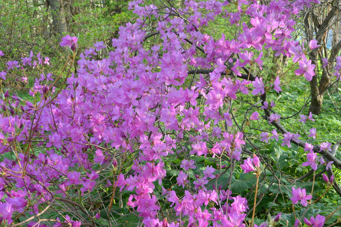 2015年4月 『春、爆発』 April 2015 \"Spring explosion\"_c0219616_16355175.jpg
