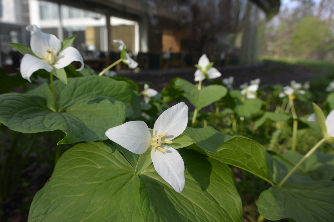 2015年4月 『春、爆発』 April 2015 \"Spring explosion\"_c0219616_16372039.jpg