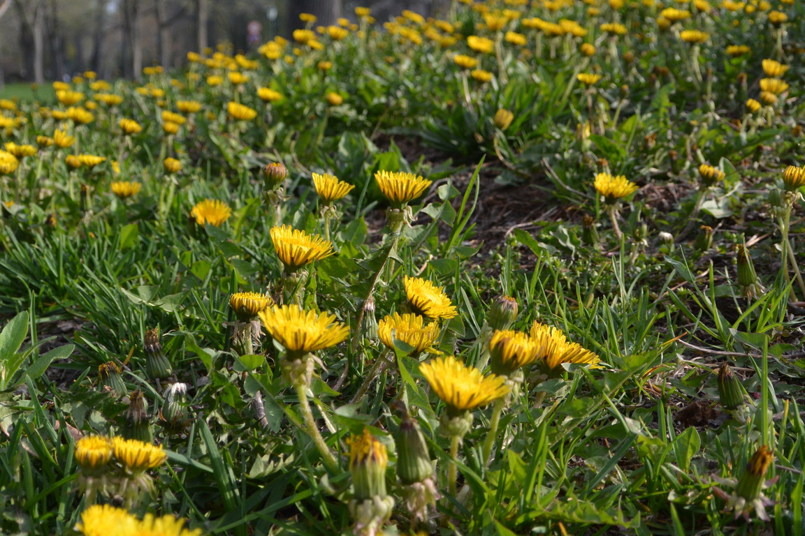 2015年4月 『春、爆発』 April 2015 \"Spring explosion\"_c0219616_16512255.jpg