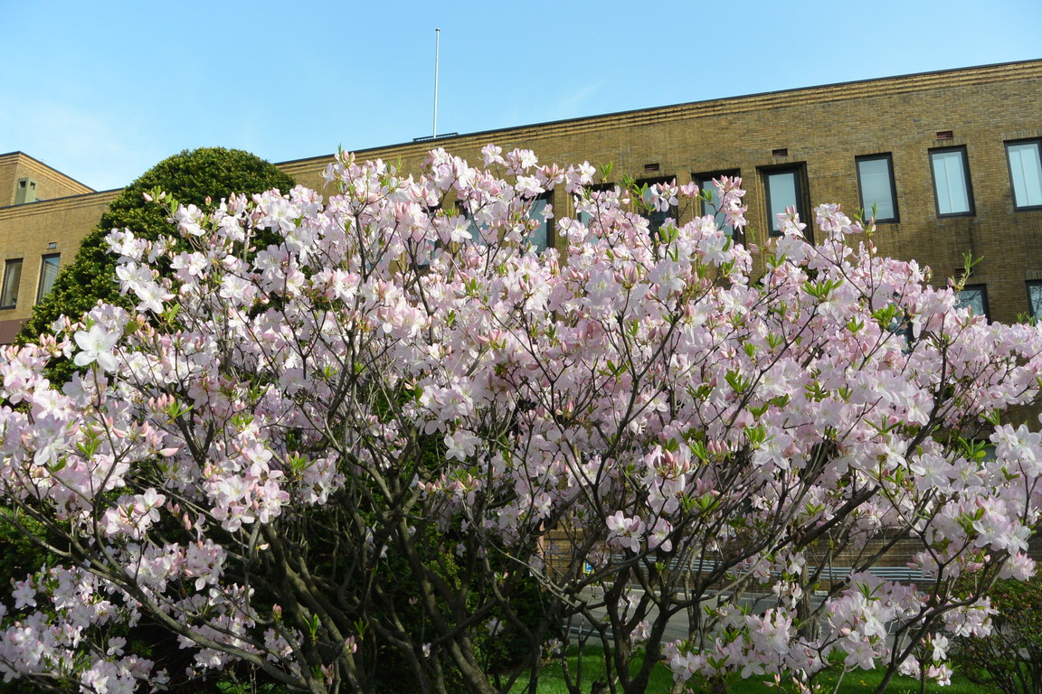 2015年4月 『春、爆発』 April 2015 \"Spring explosion\"_c0219616_19571053.jpg