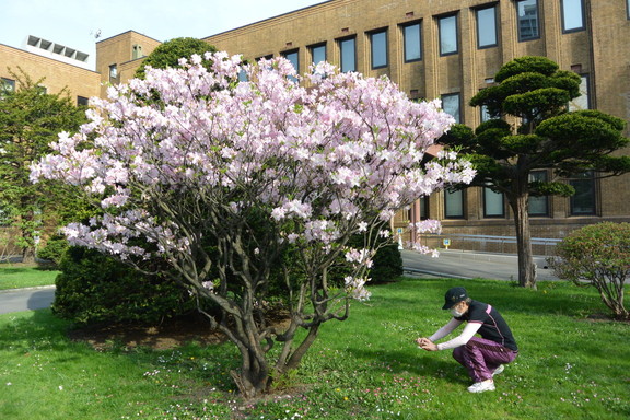 2015年4月 『春、爆発』 April 2015 \"Spring explosion\"_c0219616_2001937.jpg