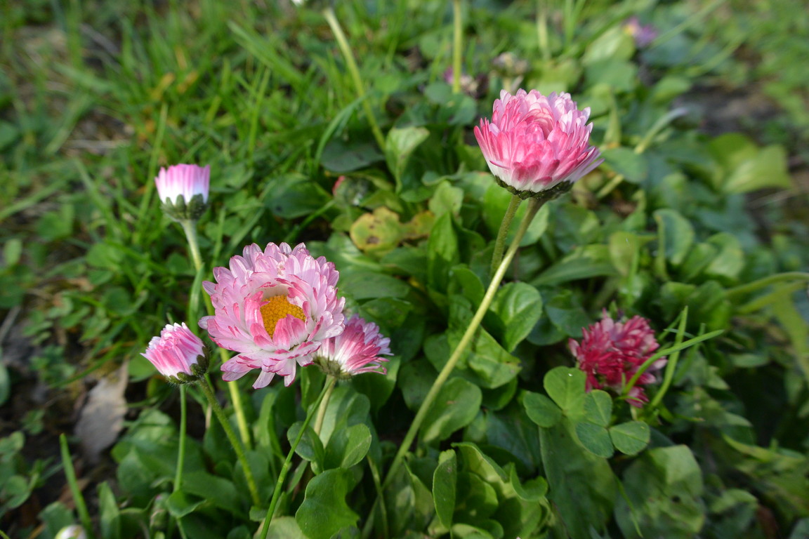 2015年4月 『春、爆発』 April 2015 \"Spring explosion\"_c0219616_202967.jpg