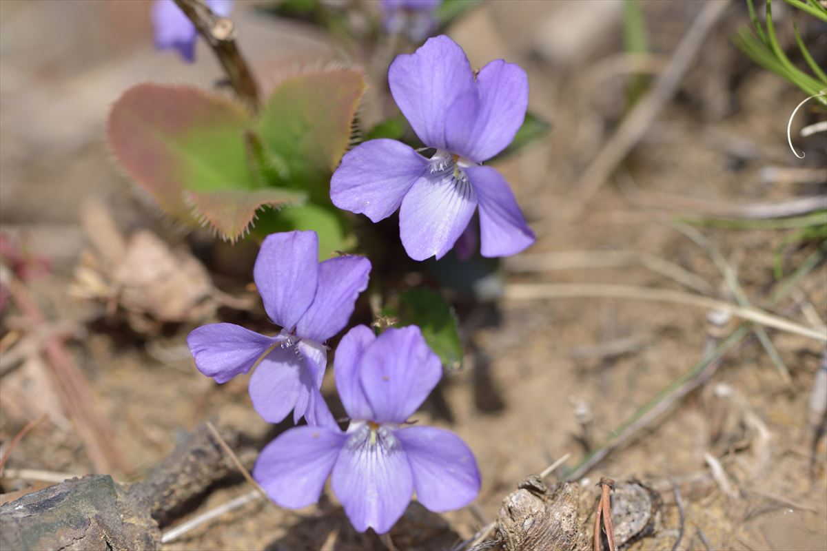 アポイ岳でお花見登山　2015.5.3　+　優駿さくらロード_a0145819_931290.jpg