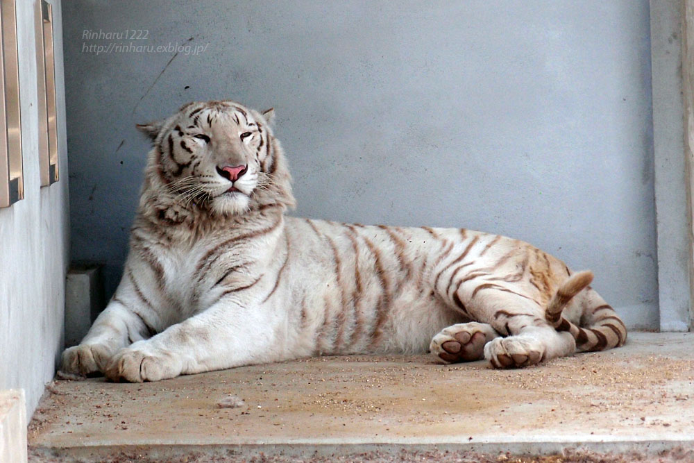 2015.5.4 宇都宮動物園☆ホワイトタイガーのアース【White tiger】_f0250322_20325028.jpg