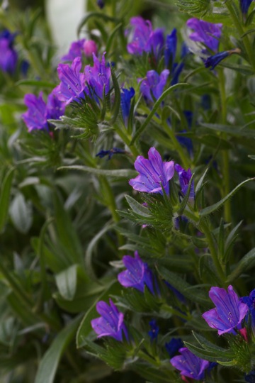 花壇の花たち 紫系の花編 日々の暮らしの中で見つける さりげない幸せ