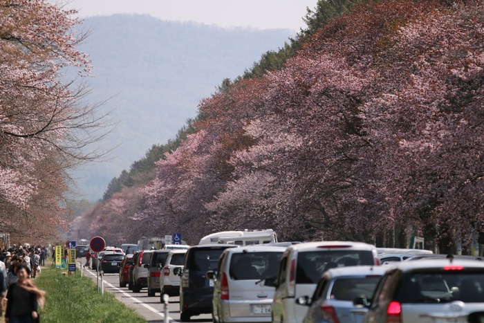 静内・二十間道路桜並木_a0114629_2074116.jpg