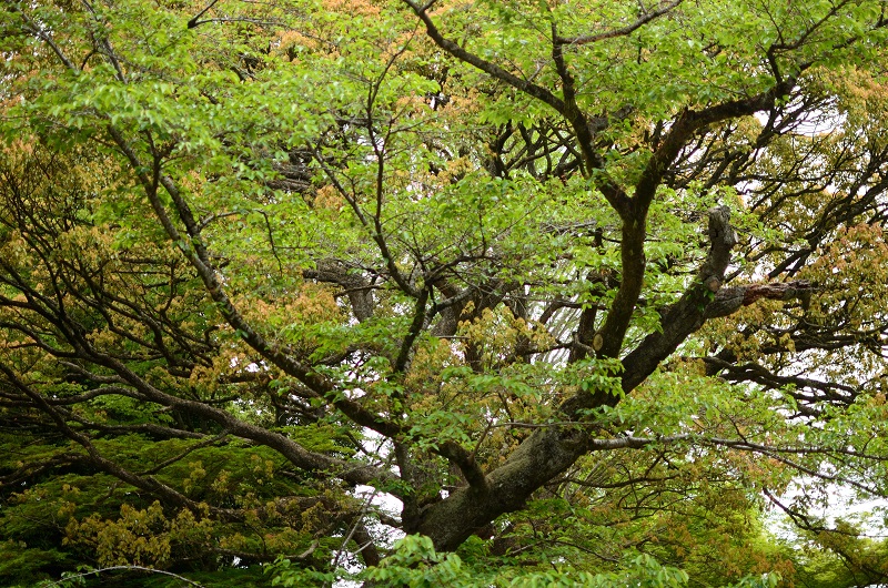 神社の若葉_b0230131_12102357.jpg