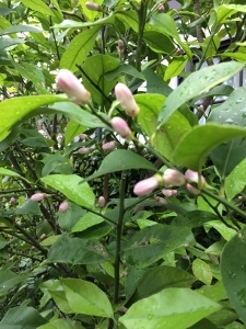 開花_a0059035_20312072.jpg