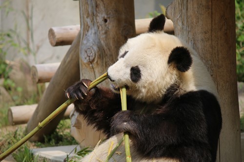 神戸王子動物園！と仕込んだもので。_a0165538_16214892.jpg