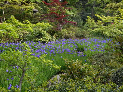 杜若と燕子花 徒然想