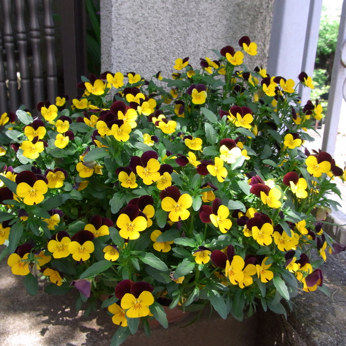 春爛漫の我が家です。_f0172744_12253979.jpg