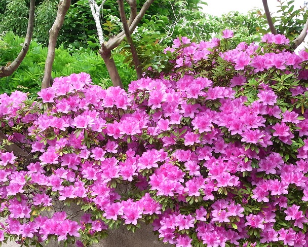 春爛漫の我が家です。_f0172744_8501728.jpg