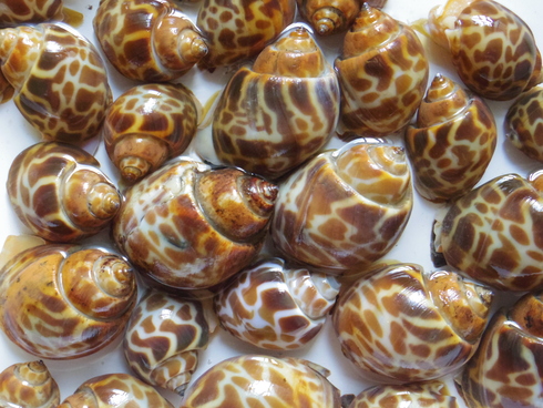 今年も美味しいバイ貝うま煮 カシタニだより In香港 今年も美味しいバイ貝うま煮 カシタニだより In香港