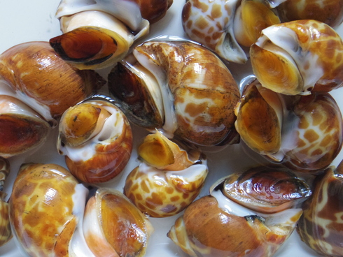 今年も美味しいバイ貝うま煮 カシタニだより In香港 今年も美味しいバイ貝うま煮 カシタニだより In香港