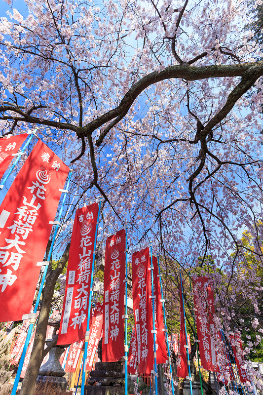 花山稲荷神社のしだれ桜 花景色 K W C Photoblog