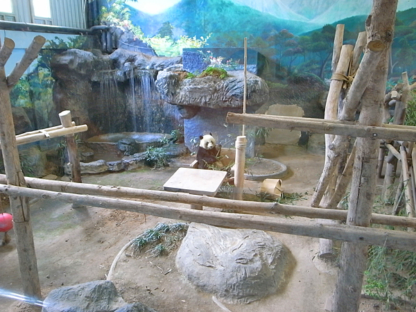  2013_09 チェンマイ動物園のかわいいパンダの家族_d0043354_17380698.jpg