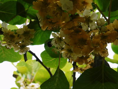 水源キウイ 2015開花宣言!その2(雄花と雌花&交配のお話し)_a0254656_1835454.jpg