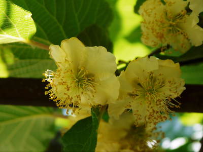 水源キウイ 2015開花宣言!その2(雄花と雌花&交配のお話し)_a0254656_19152027.jpg