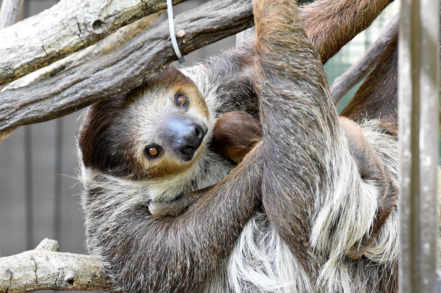 ナマケモノの赤ちゃん 動物園へ行こう ナマケモノの赤ちゃん 動物園へ行こう
