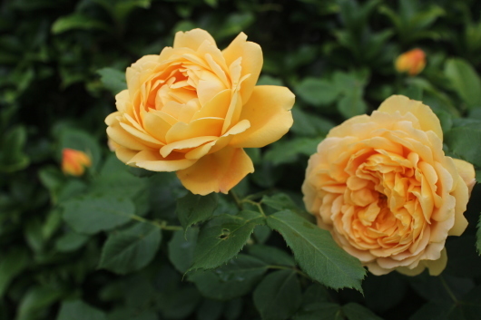 我が家の薔薇たち(ゴールデン・セレブレーション) : La rose 我が家の薔薇たち(ゴールデン・セレブレーション) : La rose