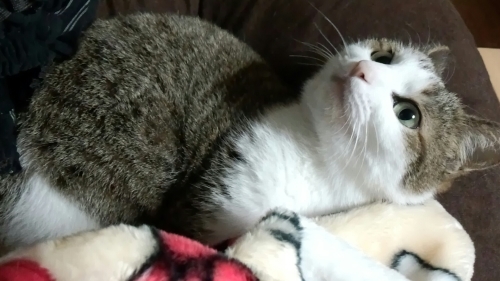 猫とゴロゴロ_b0328361_18333407.jpg
