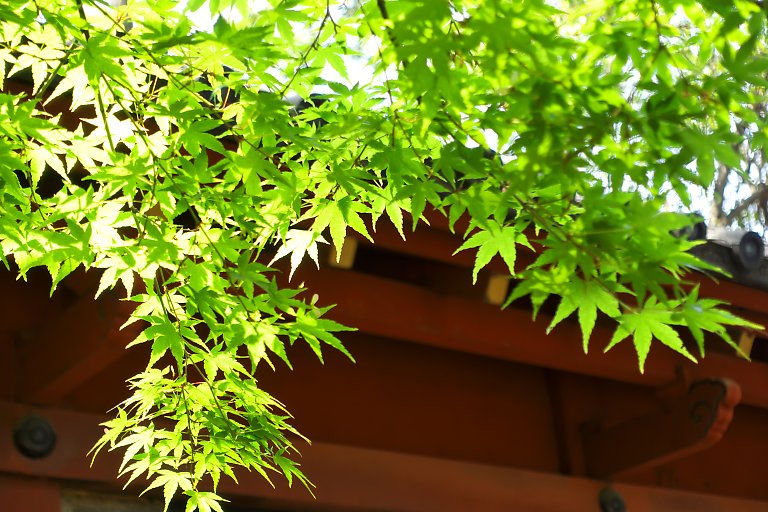 根津神社（4月27日）_c0057265_228368.jpg