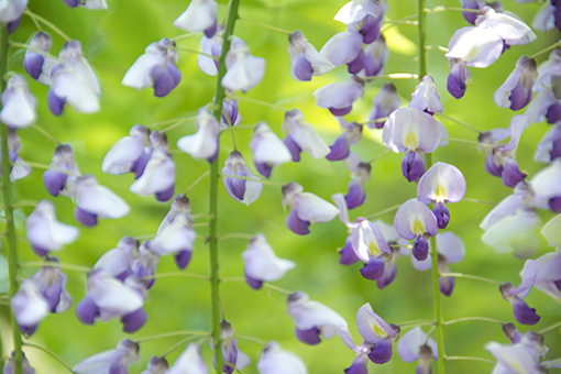 奈良萬葉植物園の藤_f0143469_16582265.jpg