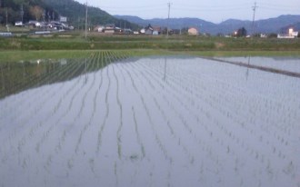 プチ便り(H27 田んぼ)_a0206870_026148.jpg