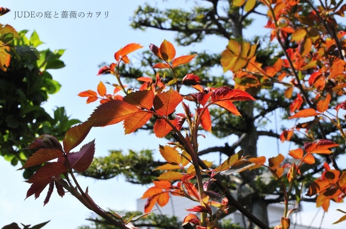 グラハムと赤い葉の薔薇 ｊｕｄｅの庭と薔薇のカヲリ