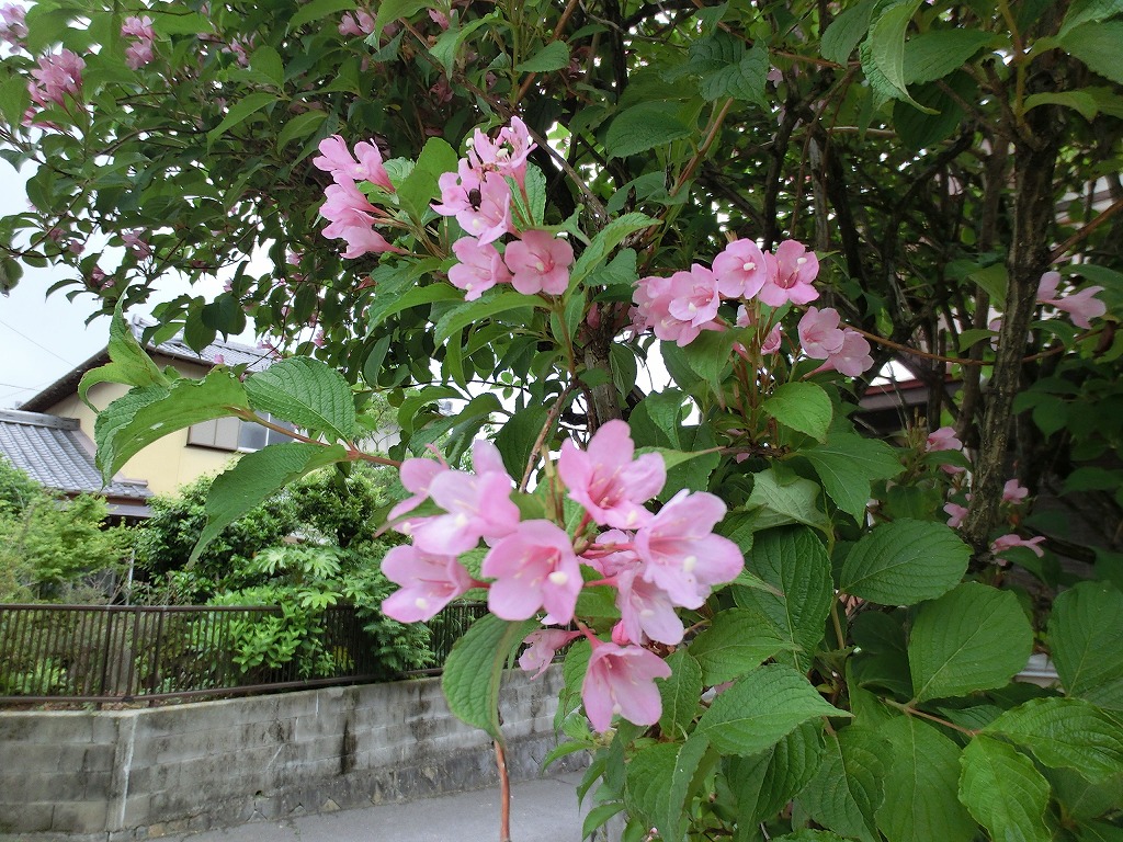 歩いて楽しい城下町を自転車で巡る_c0052876_2022776.jpg