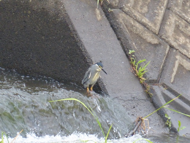 散歩の鳥など_f0357487_21332247.jpg