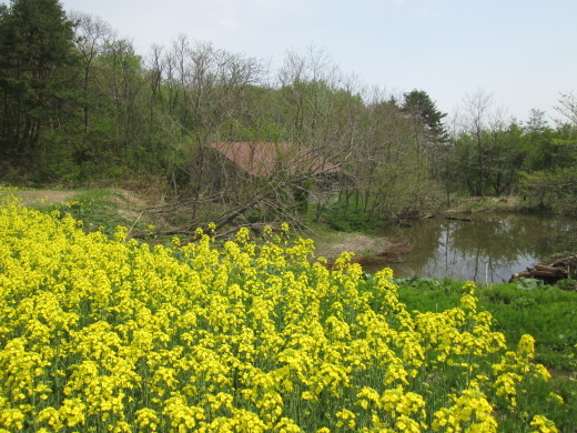 菜の花　鰺ヶ沢町山田野地区_c0364693_20221529.jpg