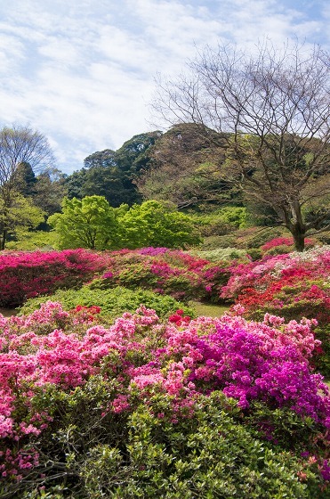 久留米森林つつじ公園_e0176993_11361542.jpg