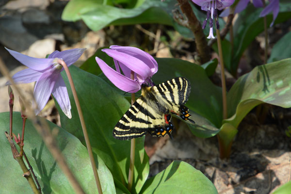 新潟県のギフチョウ再訪（２０１５年５月２日）_c0049095_9523732.jpg