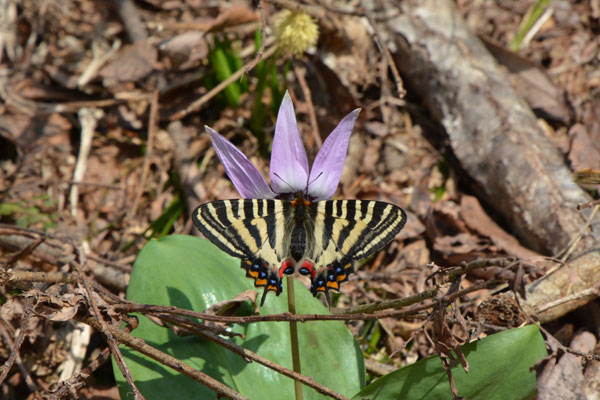 新潟県のギフチョウ再訪（２０１５年５月２日）_c0049095_952979.jpg