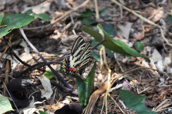 新潟県のギフチョウ再訪（２０１５年５月２日）_c0049095_9533986.jpg