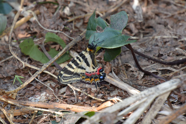 新潟県のギフチョウ再訪（２０１５年５月２日）_c0049095_9534840.jpg