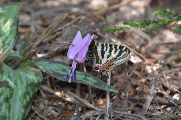 新潟県のギフチョウ再訪（２０１５年５月２日）_c0049095_9544134.jpg