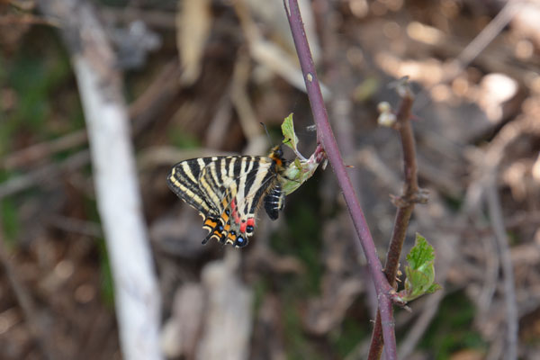 新潟県のギフチョウ再訪（２０１５年５月２日）_c0049095_9545465.jpg