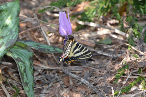 新潟県のギフチョウ再訪（２０１５年５月２日）_c0049095_9554294.jpg