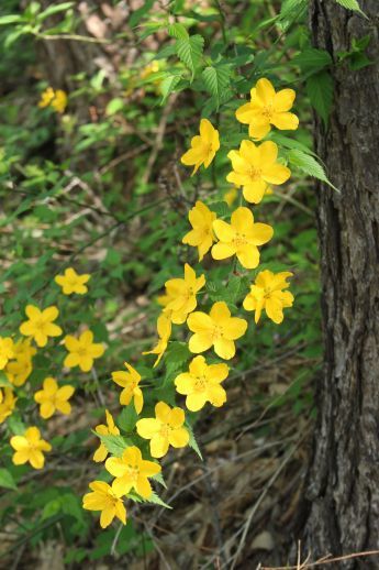 20150504 高社山の植物_b0013099_12432208.jpg