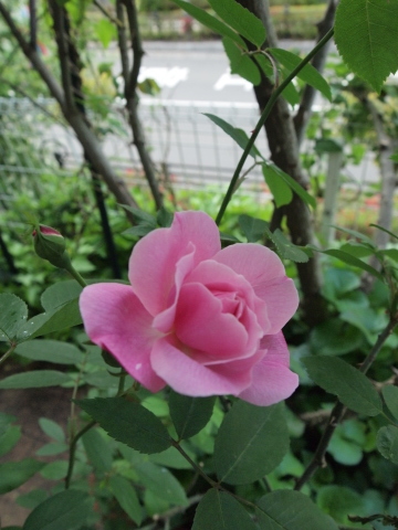 たまには書こう自分の庭　シロモッコウ満開_b0331802_10025411.jpg