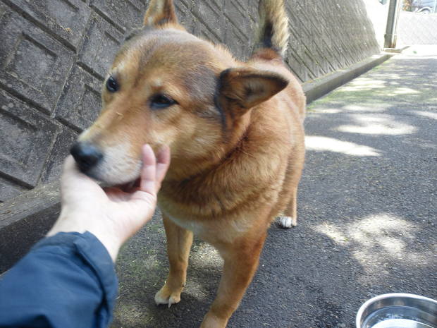 【募集】センター持ち込み2頭_f0242002_2027166.jpg
