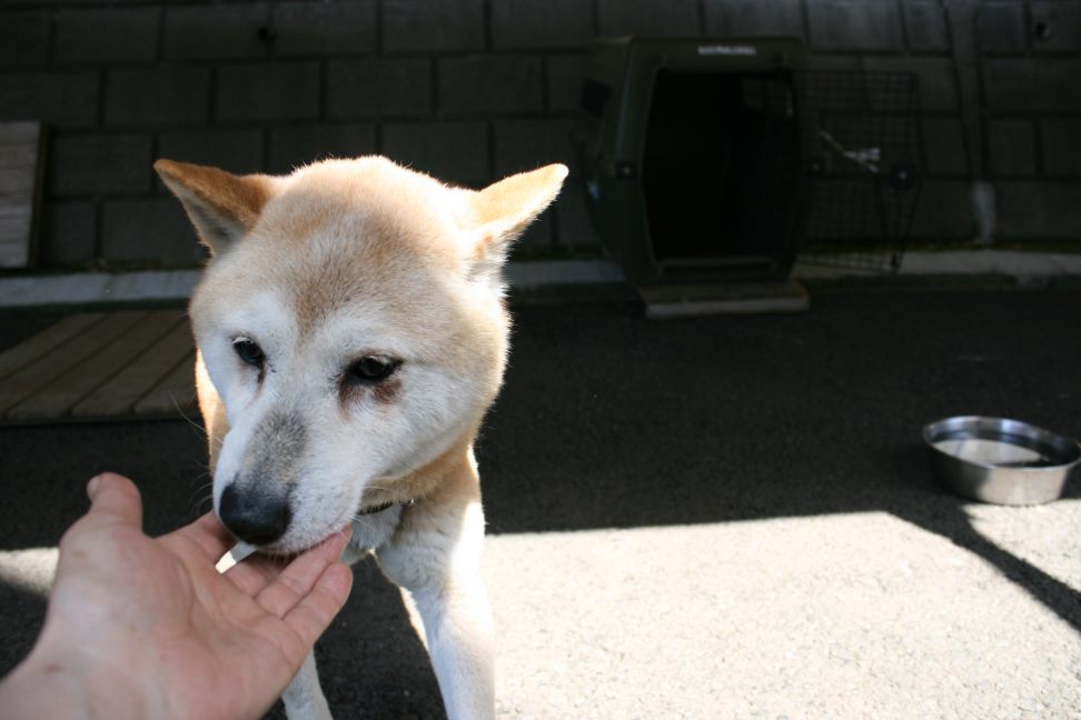 【募集】センター持ち込み2頭_f0242002_20284224.jpg