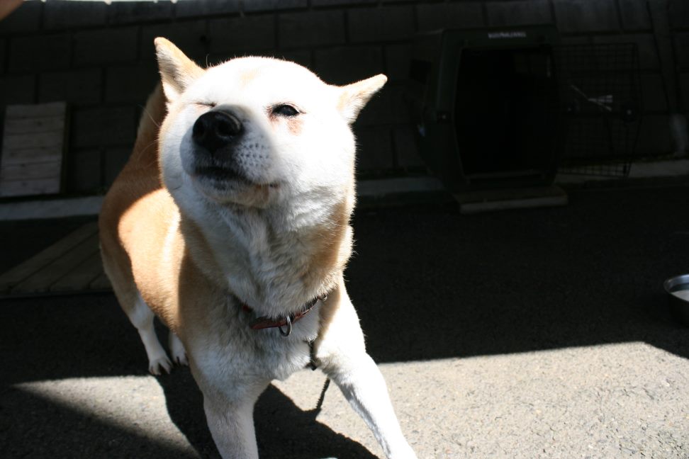 【募集】センター持ち込み2頭_f0242002_20284880.jpg