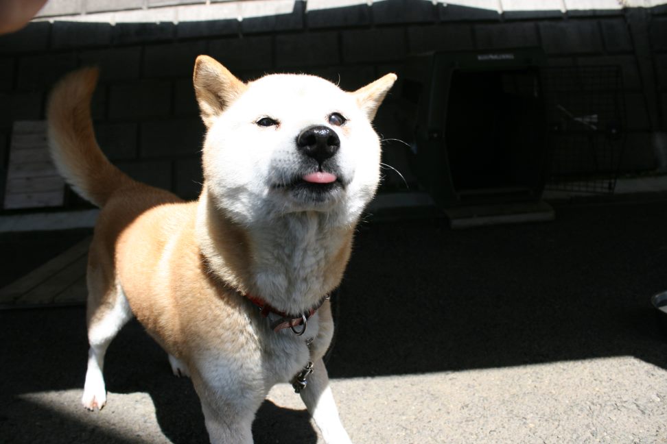 【募集】センター持ち込み2頭_f0242002_20285412.jpg